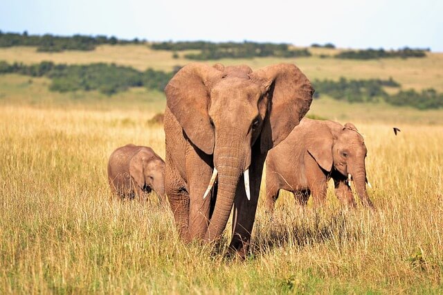 アフリカのサファリの象