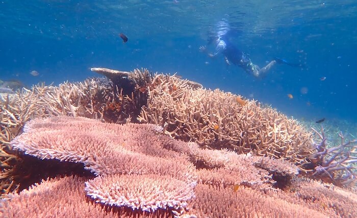 アプリット島のNabat Reef美しい珊瑚礁