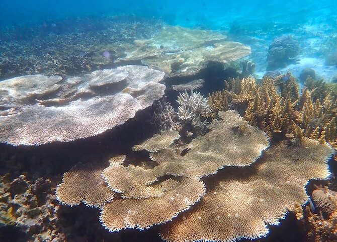 美しい珊瑚礁